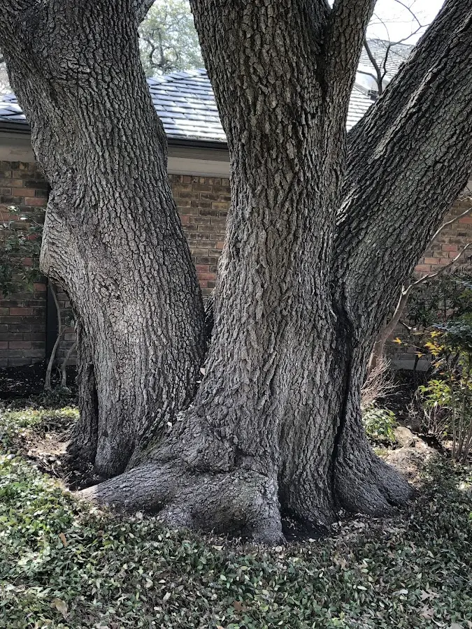 Mature heritage tree close to a Cortland property cared for by certified arborists