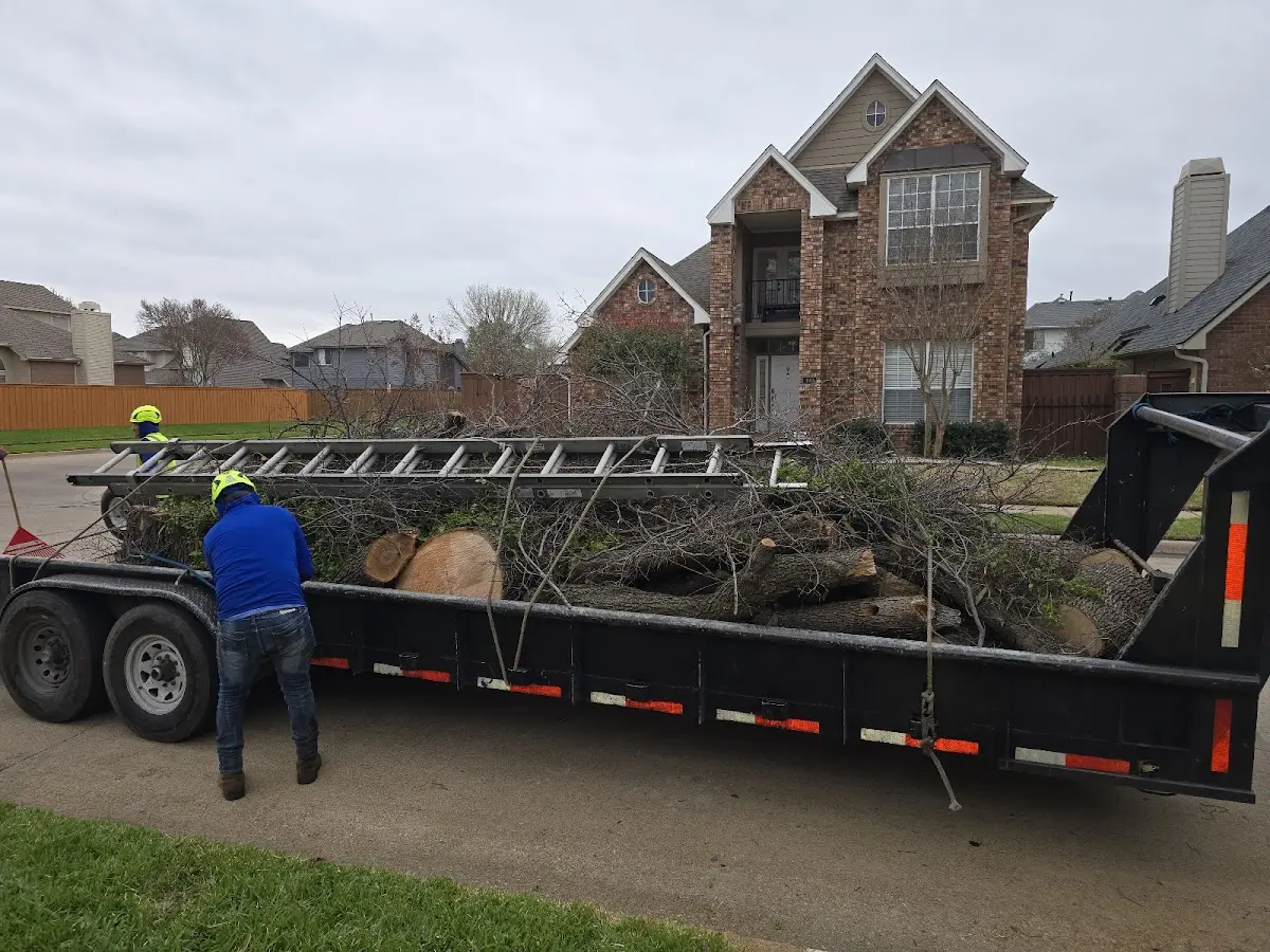 Expert Tree Removal with proper safety equipment in Cortland
